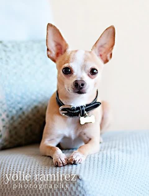 ChihuahuaSU