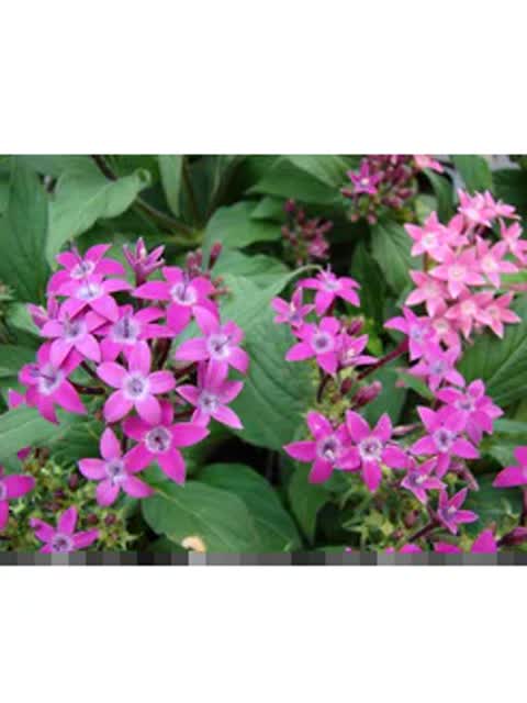 Flower Petite