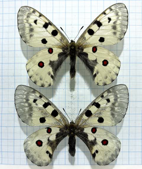 Lepidoptera