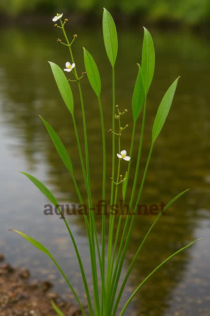 Sagittarina