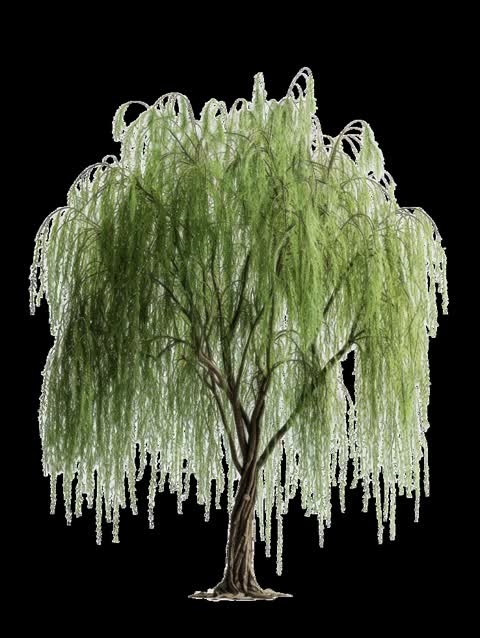 Willow Trie